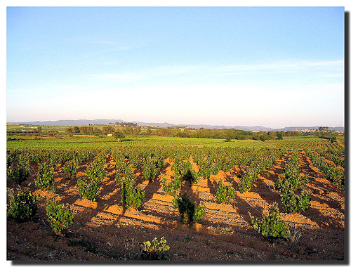 Vineyards and I / Viñedos y yo